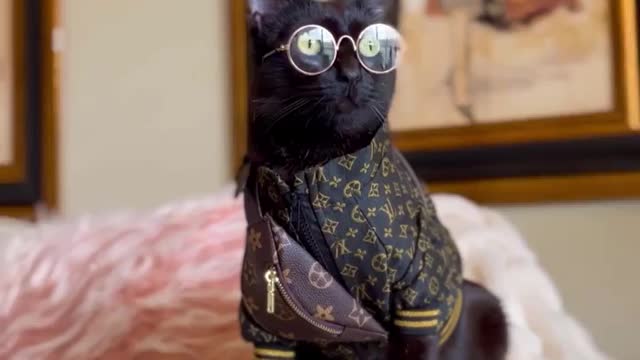 stop the world, I’m getting off 😅 | cat of the day