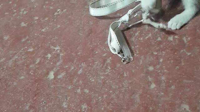 I gave my acorn toy to the kitten and it was a lot of fun to play with 2