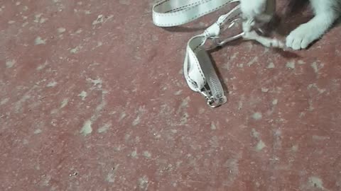 I gave my acorn toy to the kitten and it was a lot of fun to play with 2