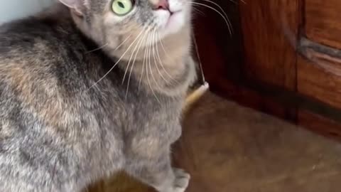 Sounds that attracts cats