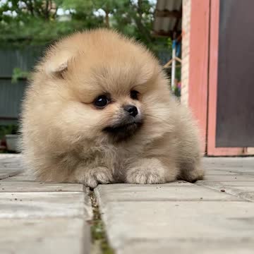 Cute Dog Sleep Looking