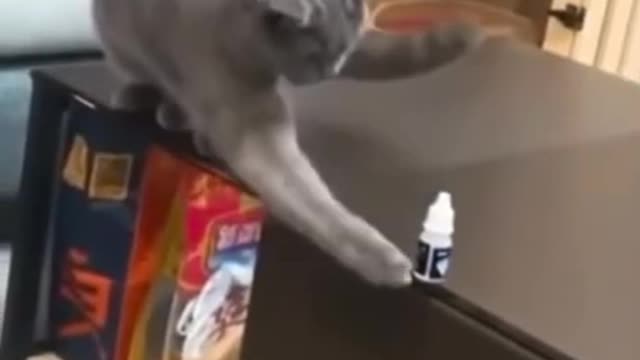 Over Smart cats funny moments 💯👍