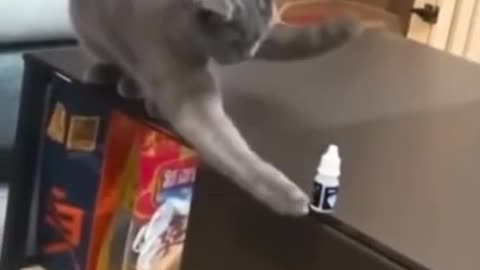 Over Smart cats funny moments 💯👍