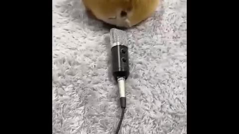 │TRY NOT TO LAUGH│🐶Pets Edition🐱