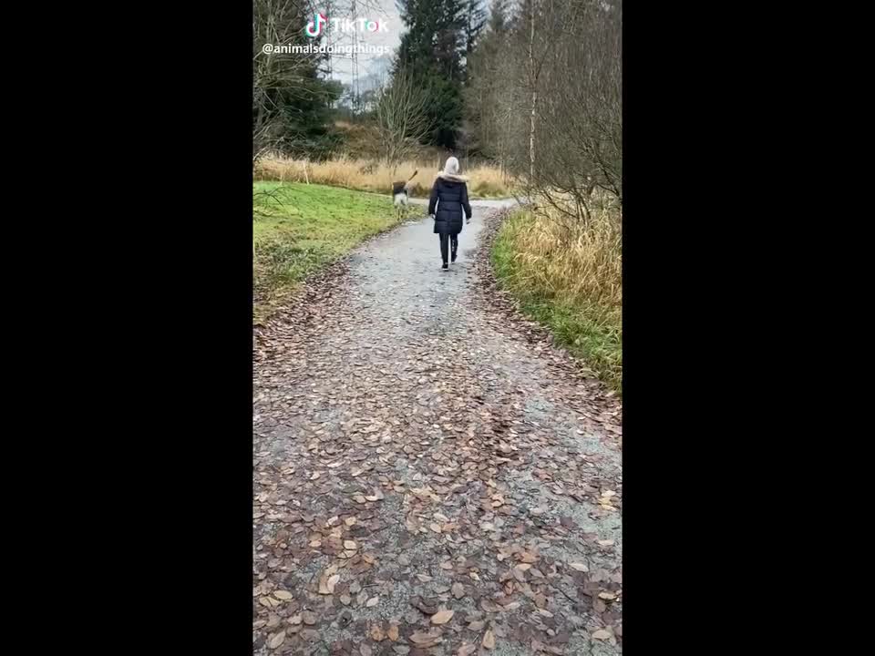 Funny Animals