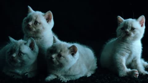 Cats cut&Funny,Funny