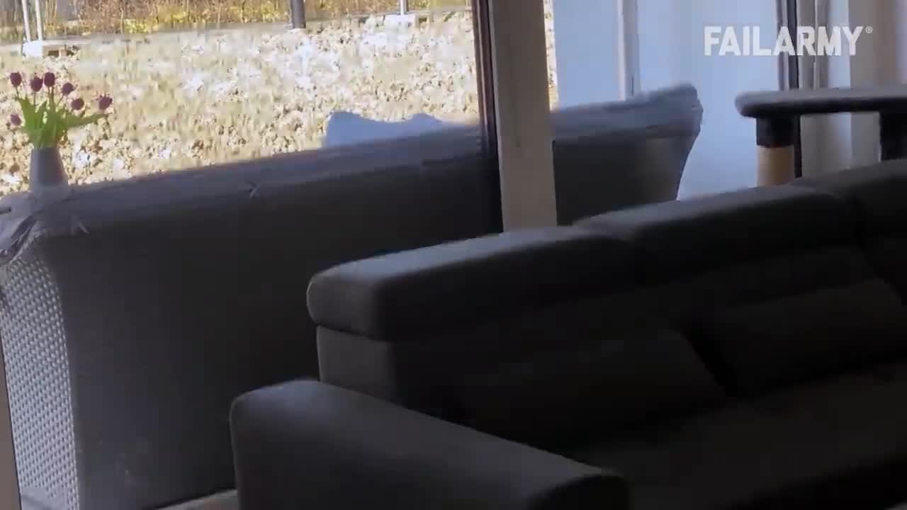 Funny Cat Fails _ Funny Cat Compilation