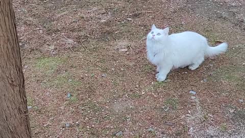 A cat that answers a bird on a tree.