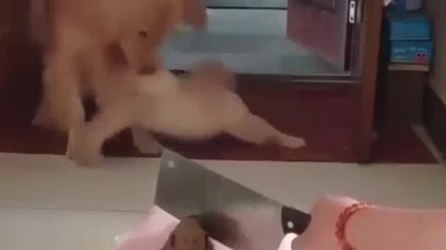 Fuuny Dogs Reacting When Watching A Dog Cake Cut