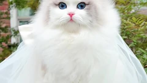 Beautiful Cat | Lashing kitty | Cute Russian cat #animallover