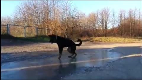 Dog jump over frozen ice.