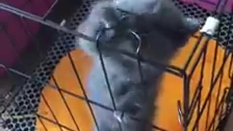 قطة سوداء