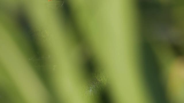 Tracking Shot Past Bush Revealing Flock of Herons In Paddy
