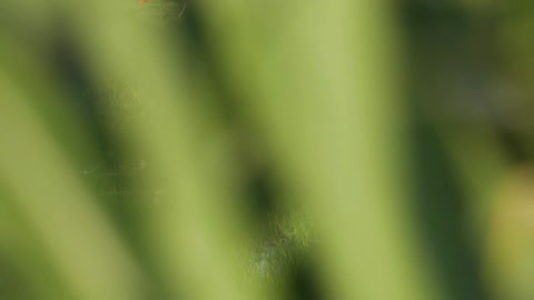 Tracking Shot Past Bush Revealing Flock of Herons In Paddy