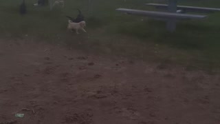 swim lessons15 labradoodles