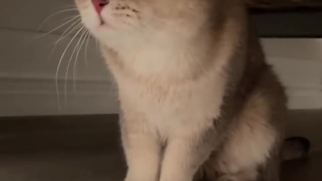 Cute moments of a timid cat. Funny cat, pet's video .