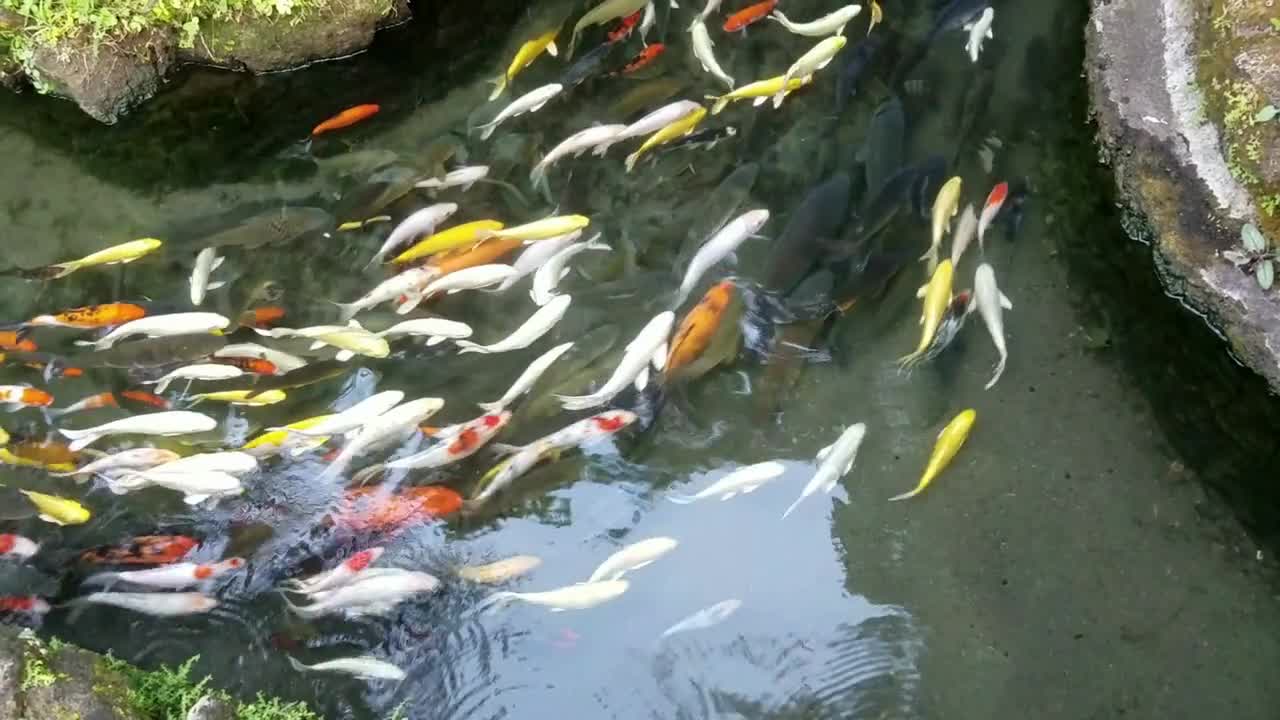 Bank of exotic Koi fish swimming in an ornamental pond