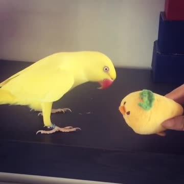 Loro sabe increíblemente cómo jugar a las escondidas