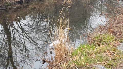 A heron fleeing from korea