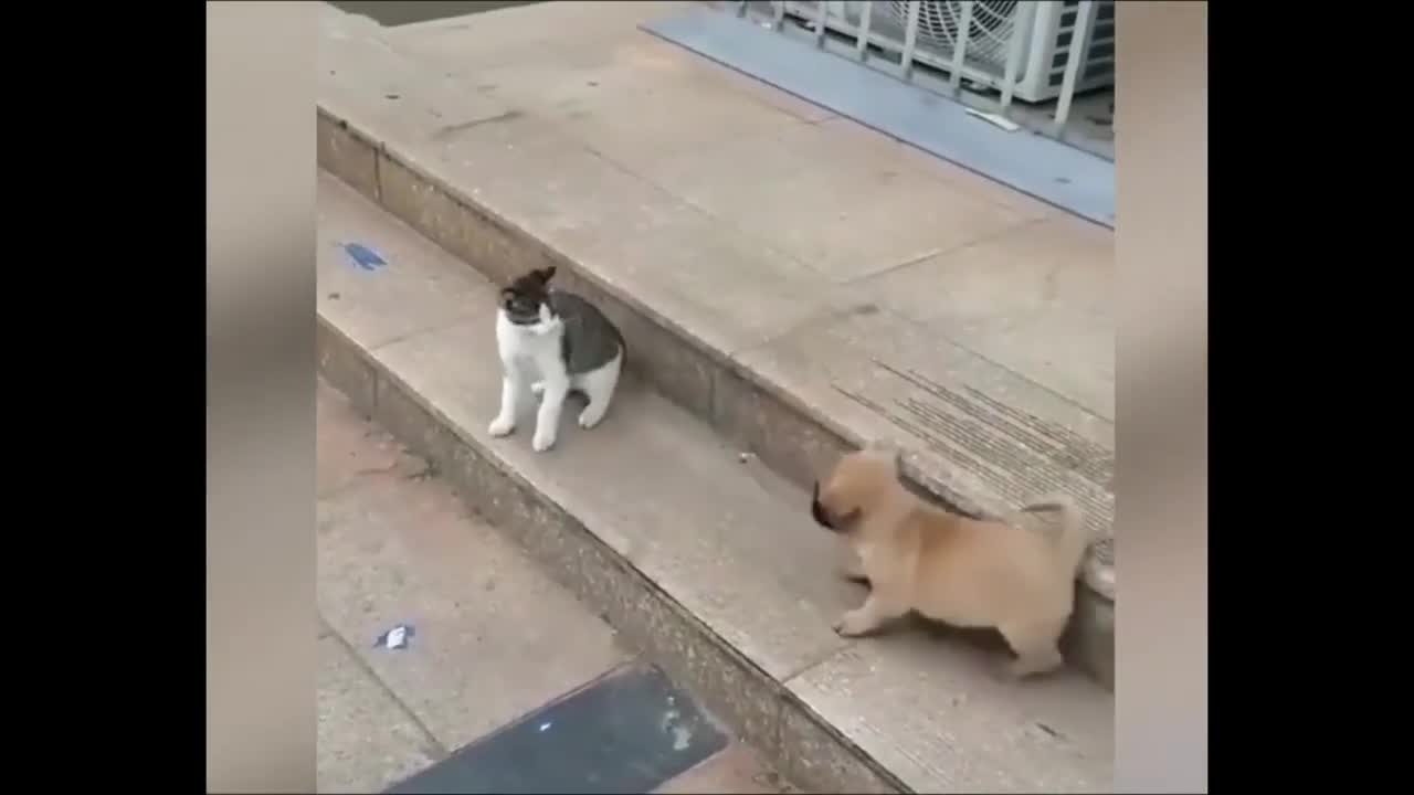 BEST 2021 FUNNIEST ANIMALS Funny Animal Videos Compilation