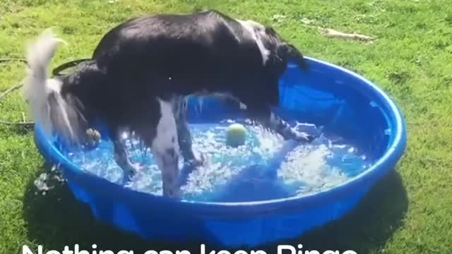 Dog sprints into the water every chance he gets!!