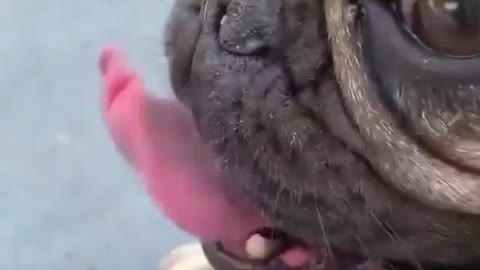 Fun with dog 😂 funny dog video