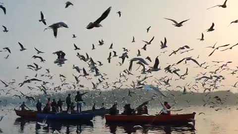 When all birds fly together