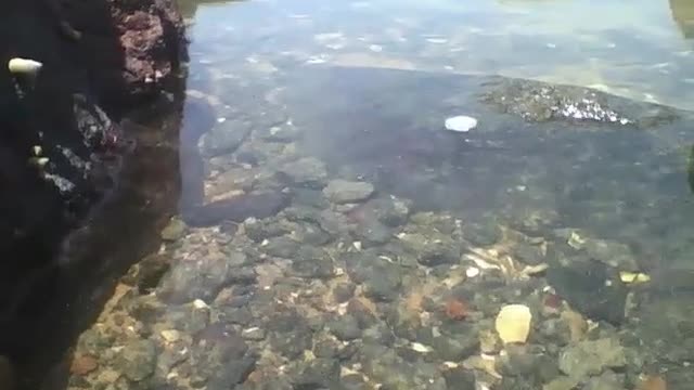 Filmando entre as pedras dentro do mar, um lugar maravilhoso [Nature & Animals]