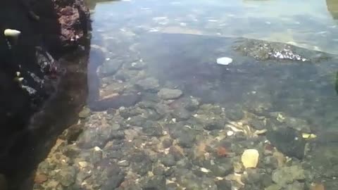 Filmando entre as pedras dentro do mar, um lugar maravilhoso [Nature & Animals]