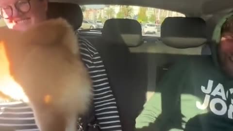 Funny dogs video