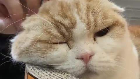 Message to papay cat .He feeling So happy.