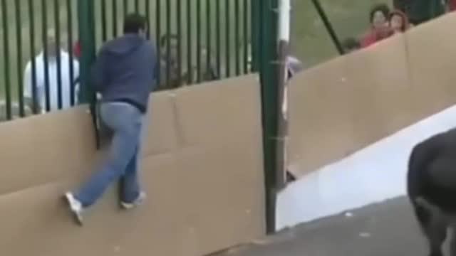 funny bullfight