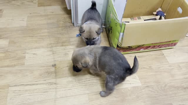 Curiosity, that lingering female dog