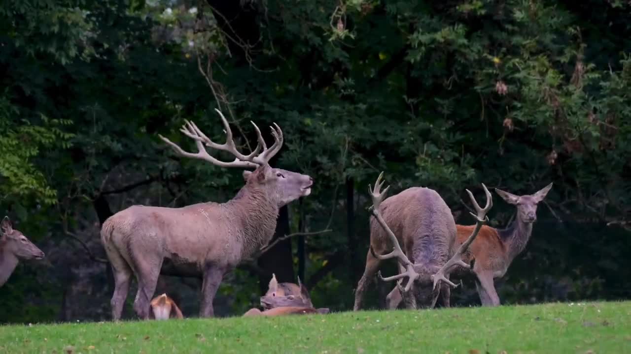 Wild Animals Videoš„