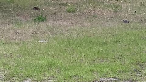 Is this a Meerkat Squirrel?