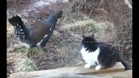 Baby Cat and Hen's Crazy video|Cute Baby Cat
