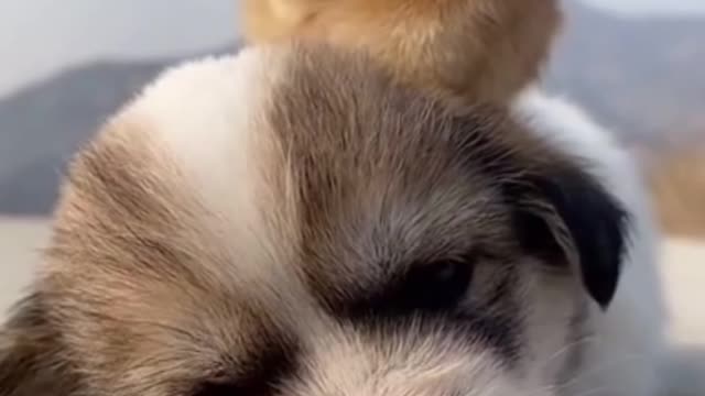 Cute dogs video cute funny dogs video