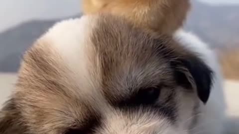 Cute dogs video cute funny dogs video