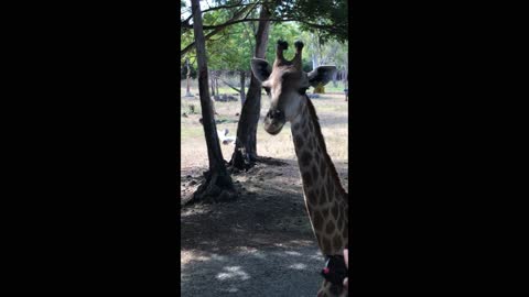 GIRAFFE IN ZOO