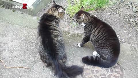 Funny animal video compilation ( cats & dog)