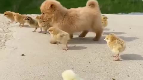 Cute dog compilation 🐶🐶🐶#short+video