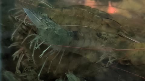 Shrimp has too many legs