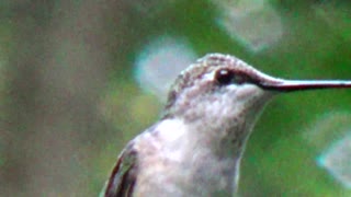 Hummingbird