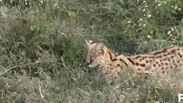 The Cheetah Safari_HD