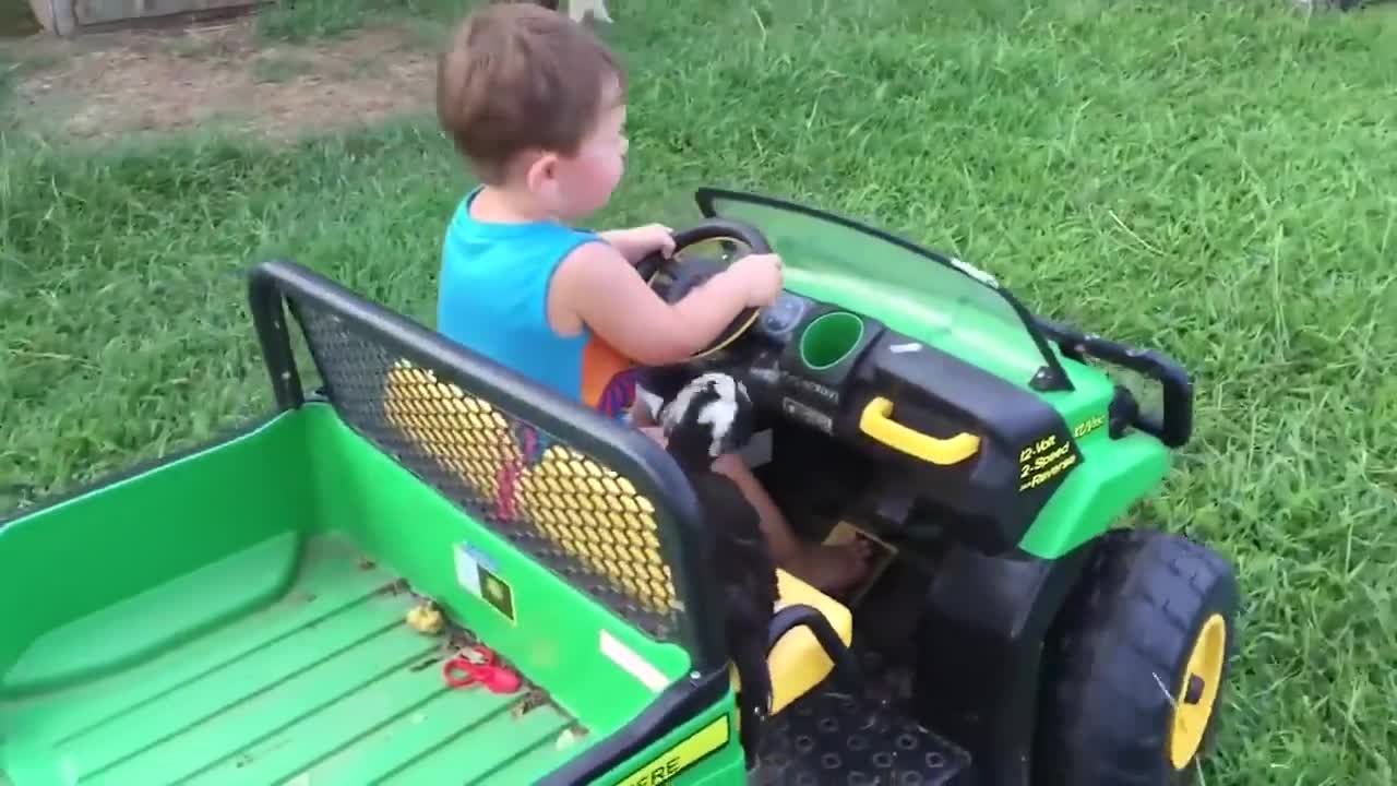 Baby and animals are playing together