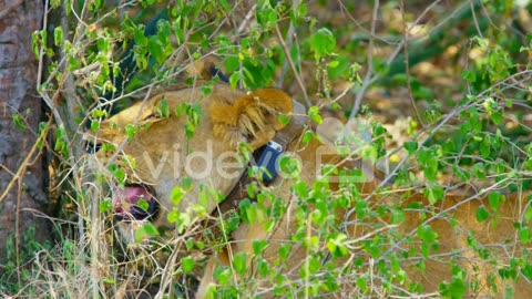 Lion behind the trees