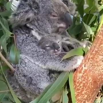 koalas and their lovely babies