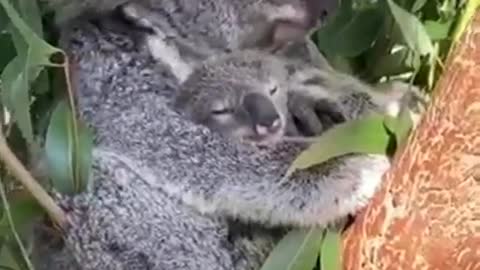 koalas and their lovely babies