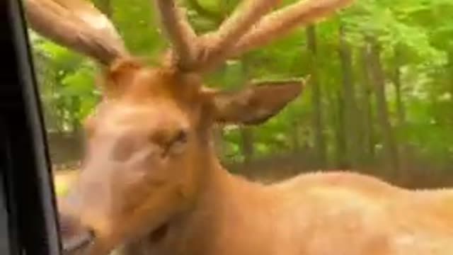 Humble deer 🦌🦌🦌🦌