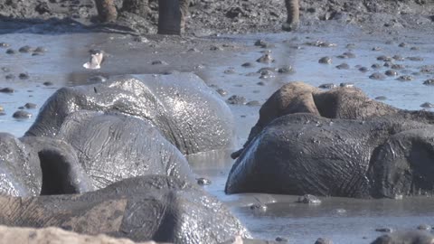 Herd of African Bush elephants enjoying a mud bath